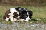 BORDER COLLIE 781